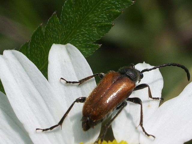 Pseudovadonia livida