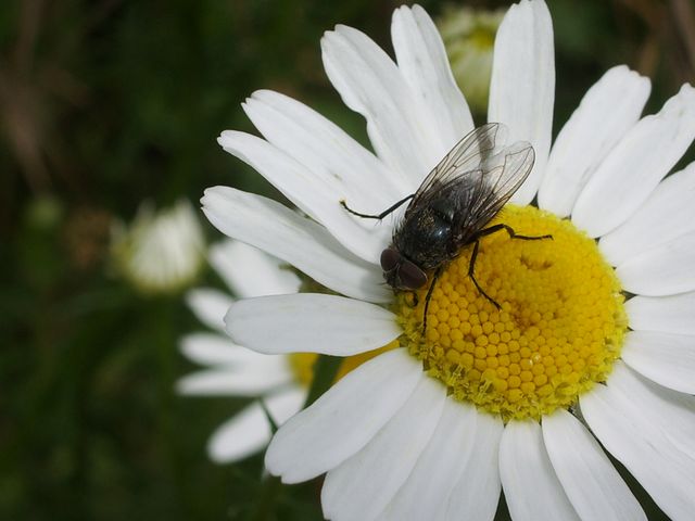 Dittero da identificare