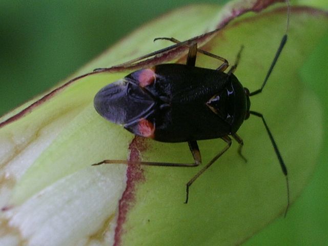 Deraeocoris ruber