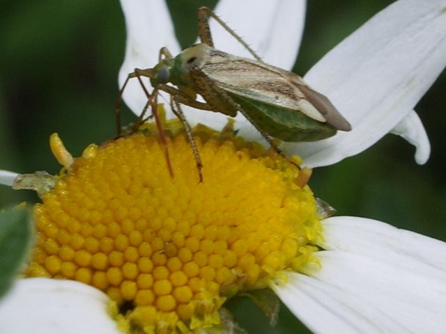 Adelphocoris lineolatus