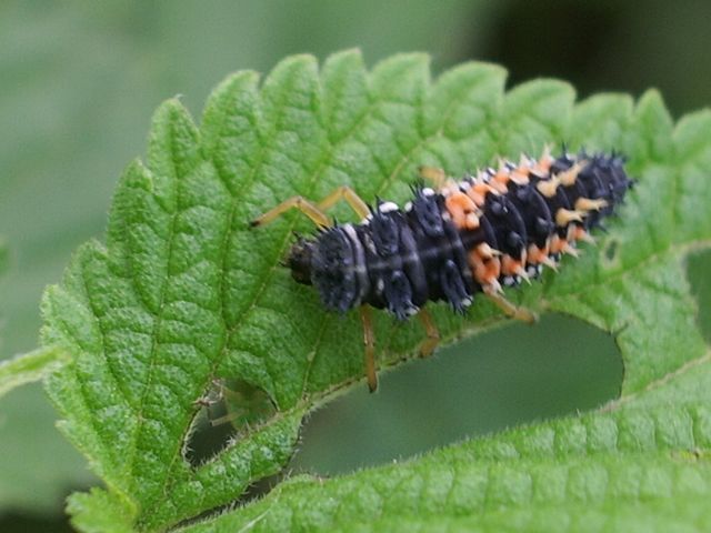 Larva di coccinella Harmonia axyridis