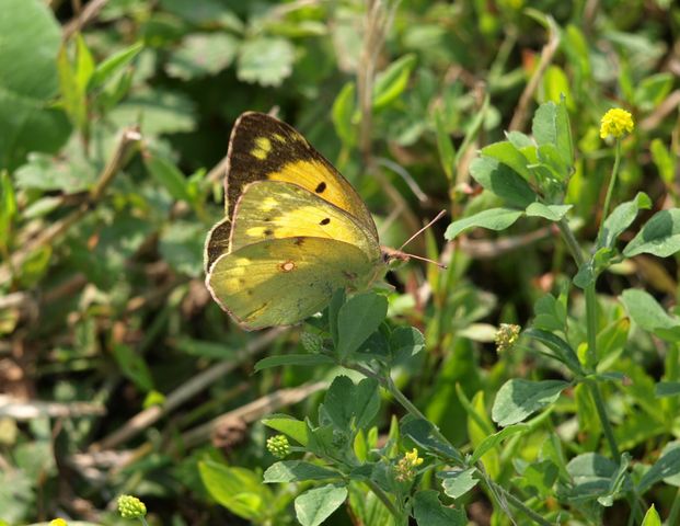 Colias crocea