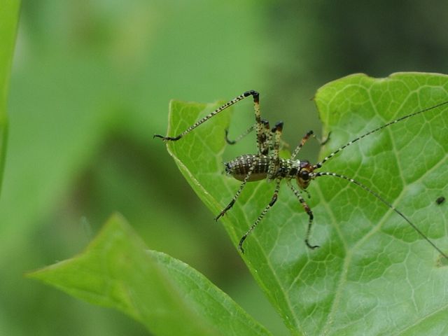Neanide di ortottero: Phaneroptera sp.