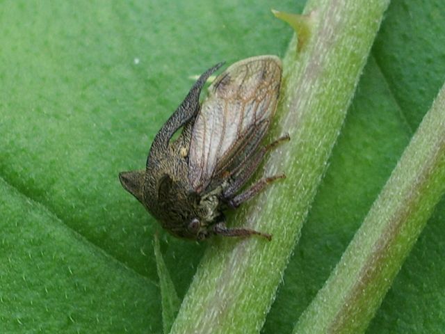 Centrotus cornutus (Membracidae)