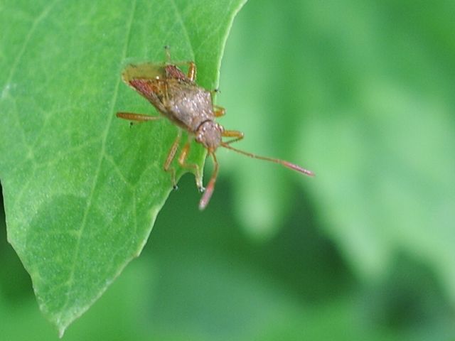 Rhopalidae