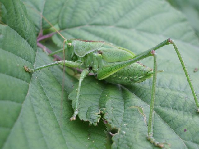 Tettigonia sp.