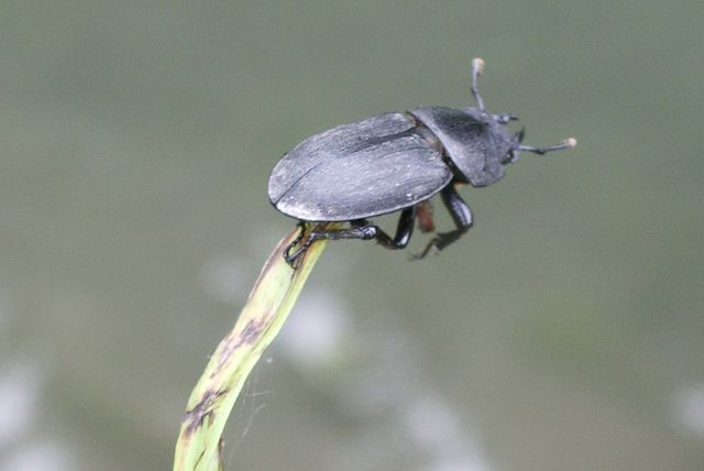 Coleottero da determinare: Dorcus