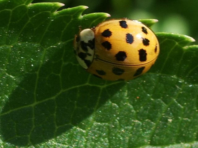 Harmonia axyridis