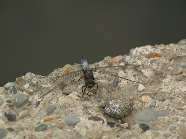Orthetrum cancellatum