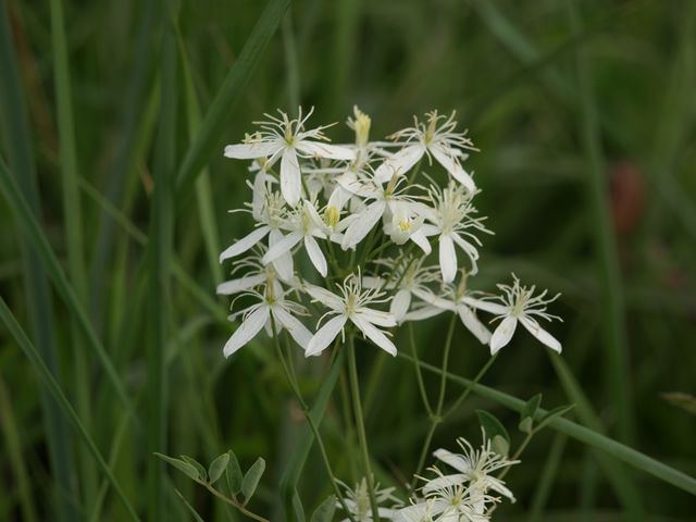 Clematis recta
