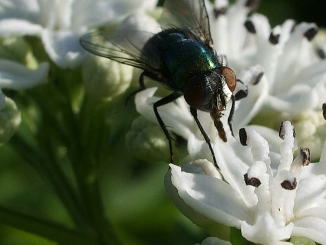 Diptero da determinare
