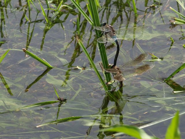 Anax imperator ?