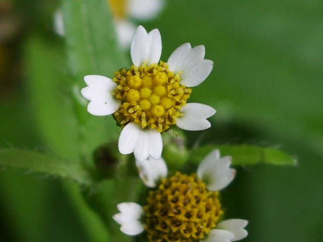 Galinsoga quadriradiata / Galinsoga ciliata
