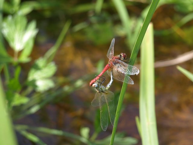 Libellula da determinare