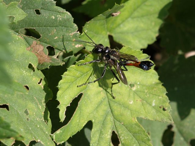Accoppiamento di Ammophila df. sabulosa (Sphecidae).