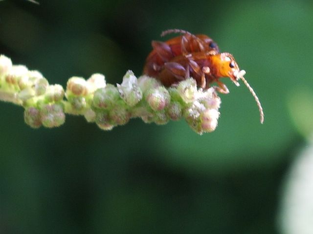 Coleottero da determinare: Neocrepidodera