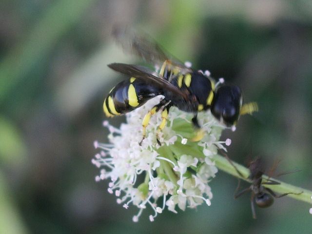 Ectemnius confinis (cfr.), Crabronidae