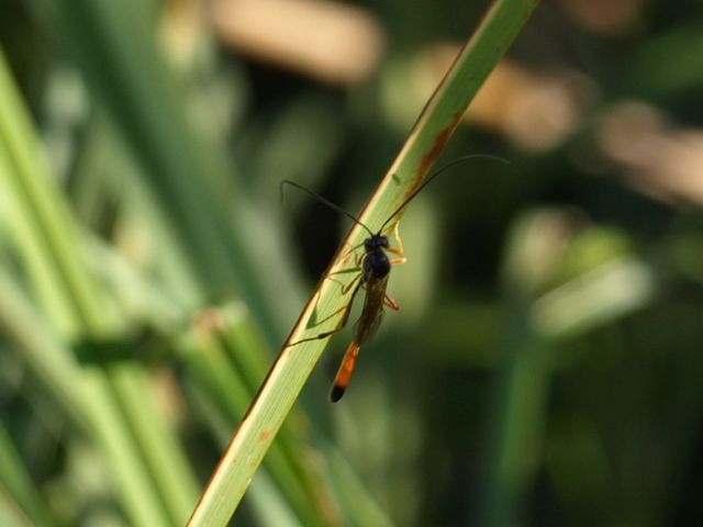 Ichneumonidae, sottofamiglia Anomaloninae