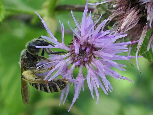 Femmina di Apidae Halictinae: cfr. Halictus sp.