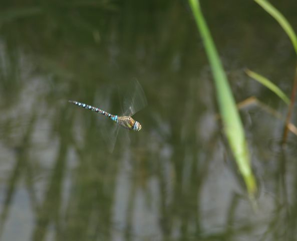 Aeshna juncea ?