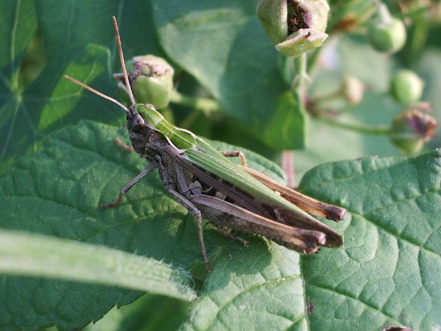 Euchorthippus declivus e Omocestus rufipes