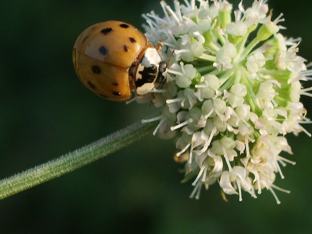 Coleotteri da determinare del Cremasco