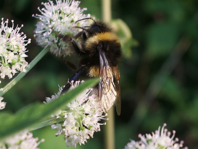 Bombus da identificare