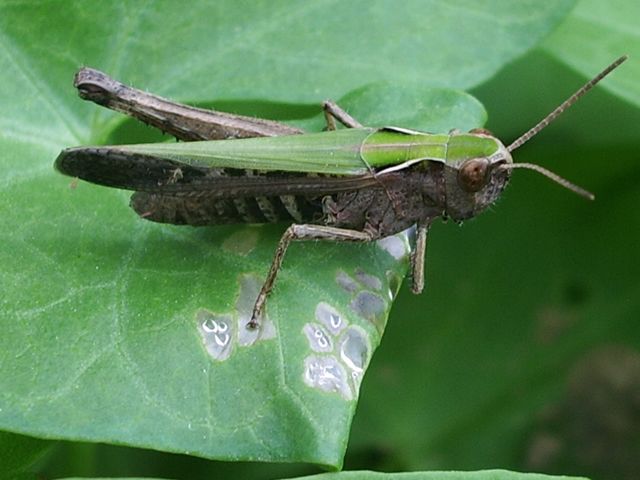 Omocestus rufipes