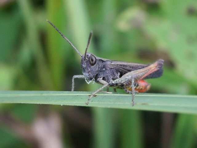 Omocestus rufipes
