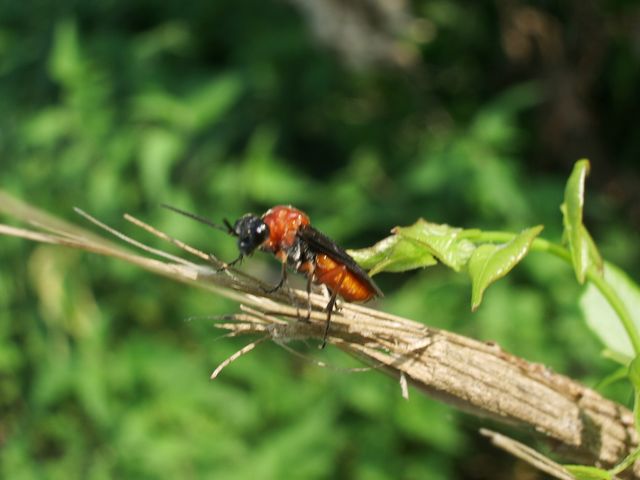 Dolerus etruscus (Tenthredinidae)