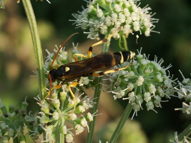 Ichneumonidae.
