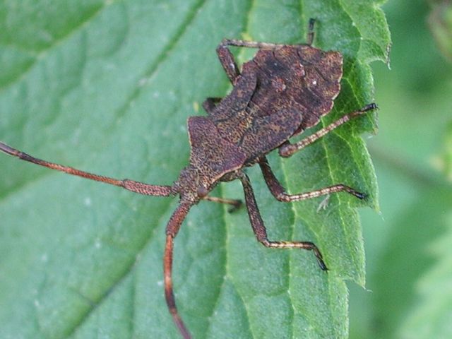 Coreus marginatus della campagna cremasca