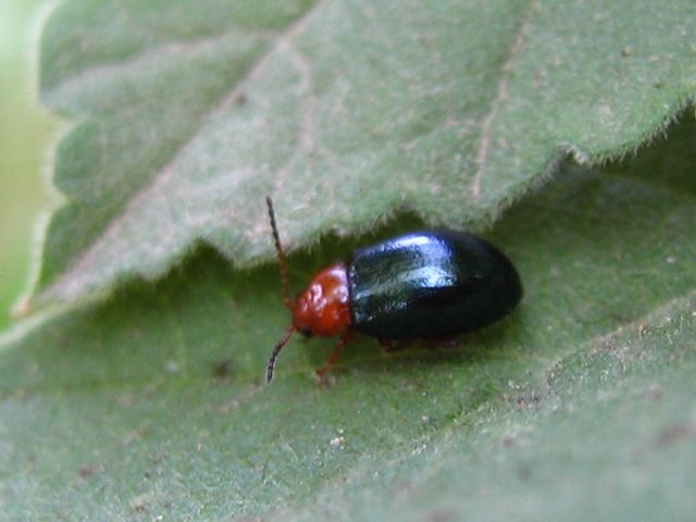 Coleottero da determinare 2: Neocrepidodera