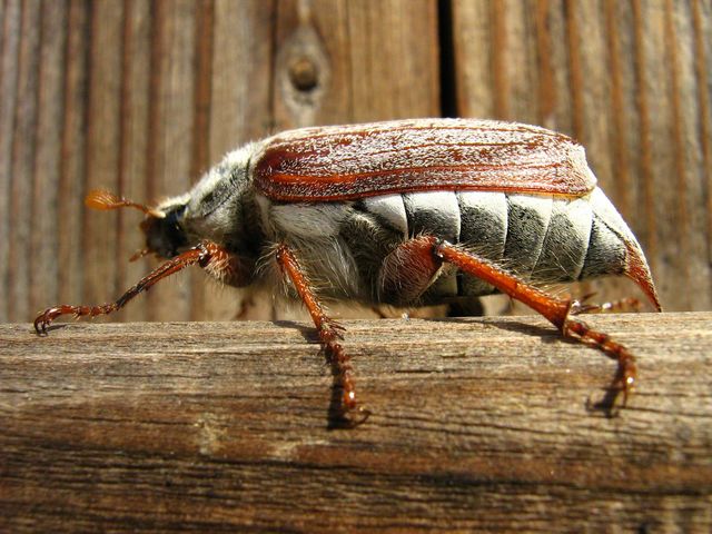 Anoxia villosa  ? No, Melolontha melolontha