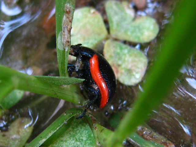 Da identificare: Chrysolina rossia