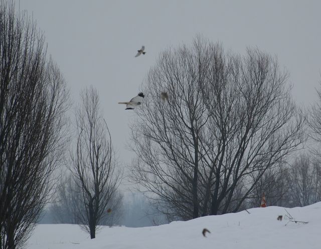 Presunto rapace da identificare