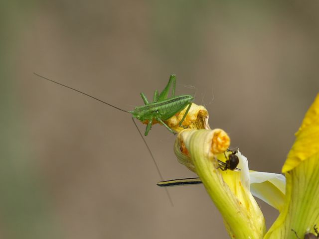 Neanide:  Tettigonia sp.