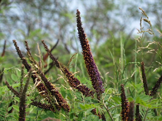 Amorpha fruticosa / Indaco bastardo