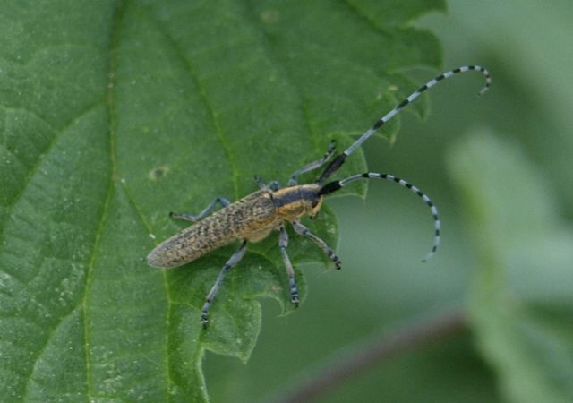 Cerambycidae da determinare Agapanthia villosoviridescens