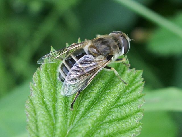 Nemoraea pellucida