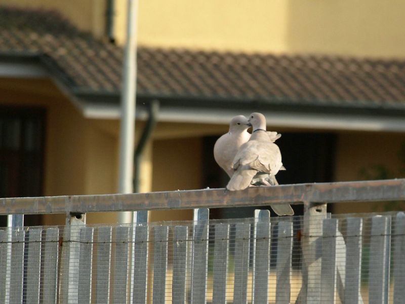 Tortore dal collare in intimita''