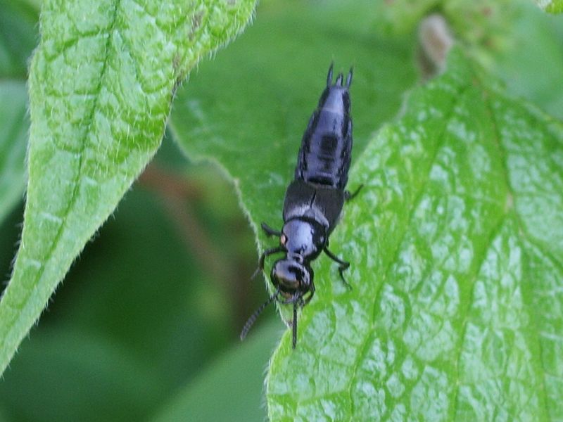 Presunto coleottero da identificare: Philonthus cfr. succicola