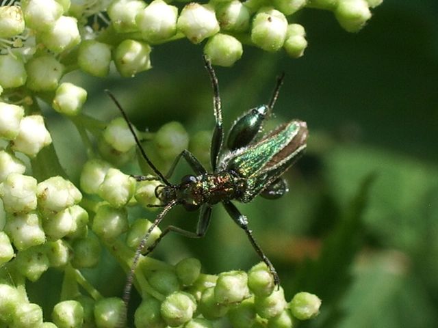 Da identificare (OEDEMERA NOBILIS  ? )