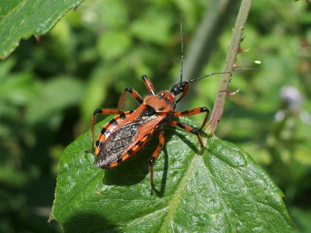 Reduviidae: Rhynocoris rubricus della provincia di Cremona