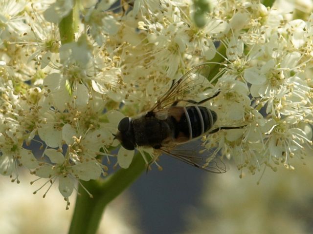 Syrphidae da identificare