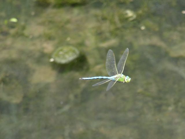 libellula da identificare