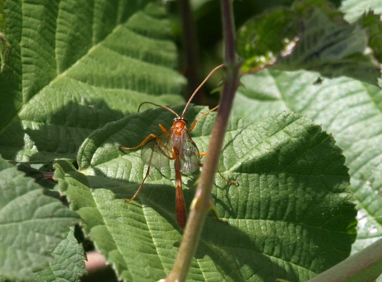 Ichneumonidae probabile Ophion sp.