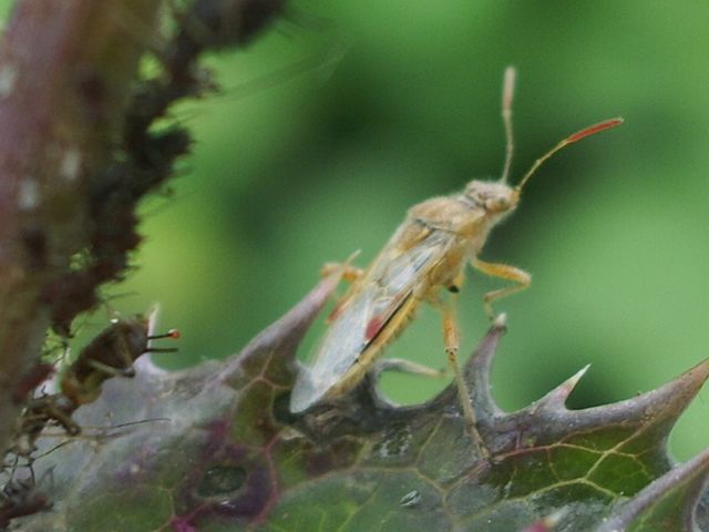 Rhopalidae: Liorhyssus hyalinus di Crema (CR)