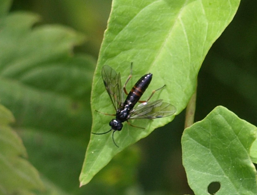 Tenthredinidae