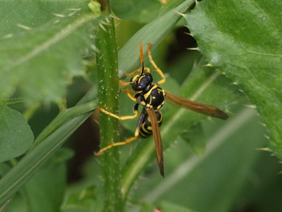 Polistes sp. (Vespidae)